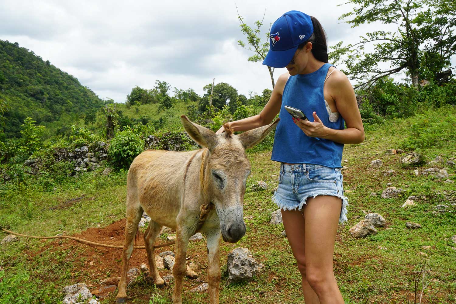 donkey countrside jamaica