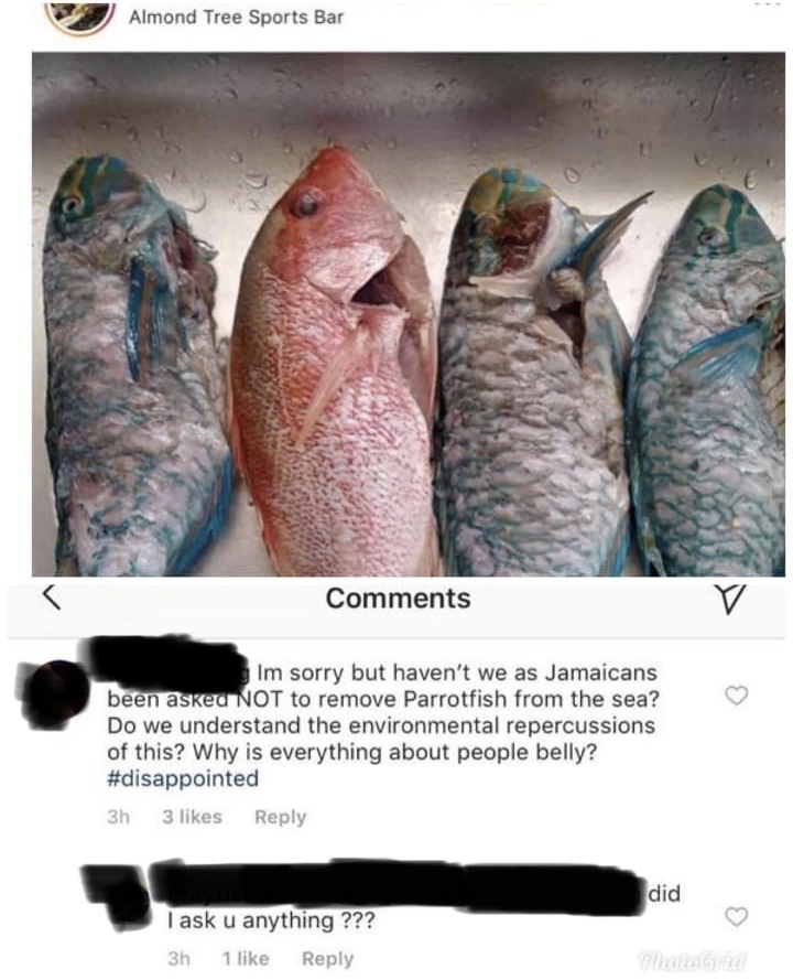 parrot fish for sale