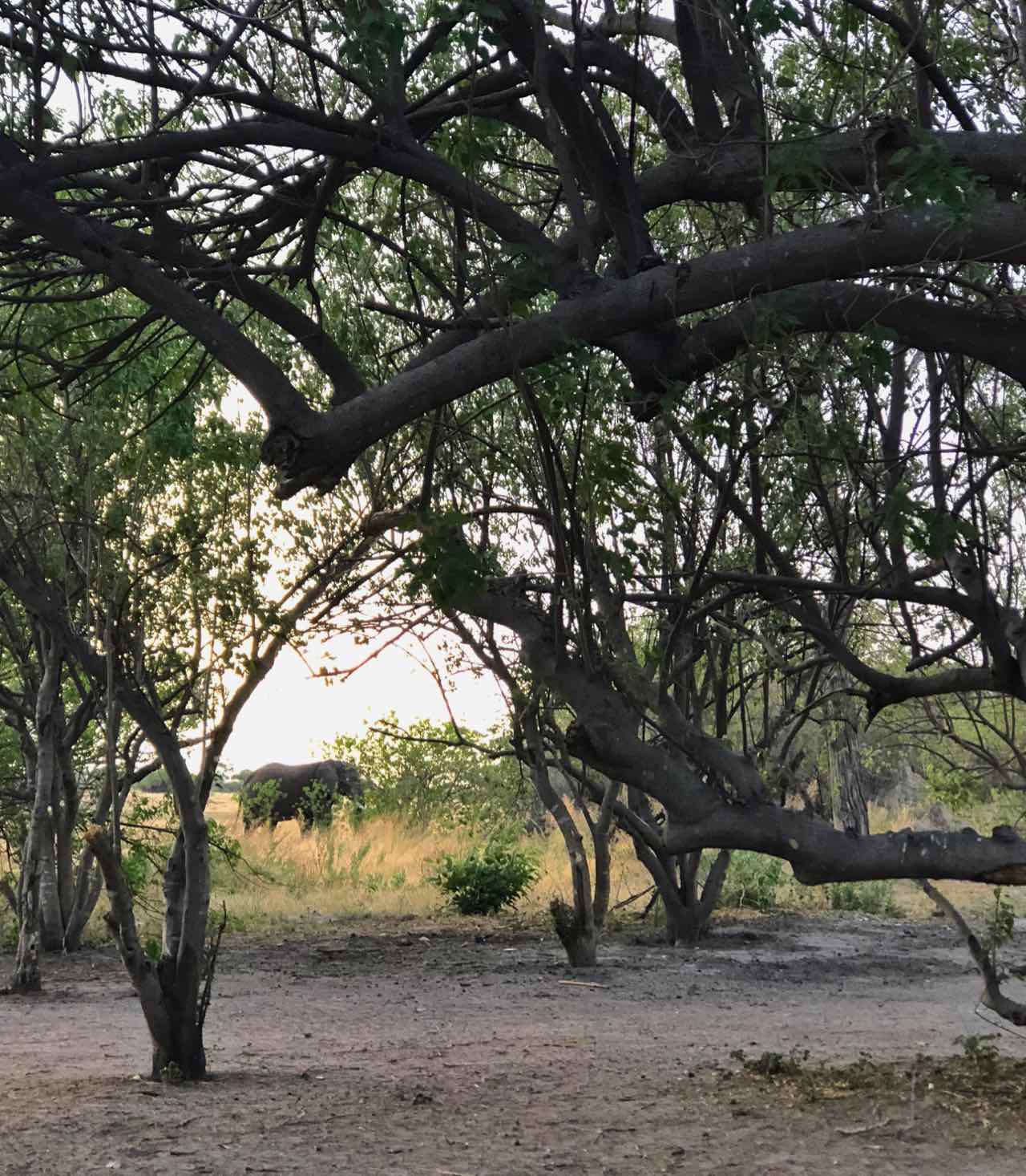 camp site xini moremi game reserve