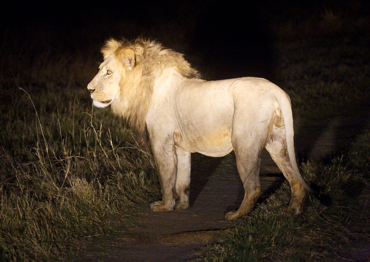 lion moremi game reserve